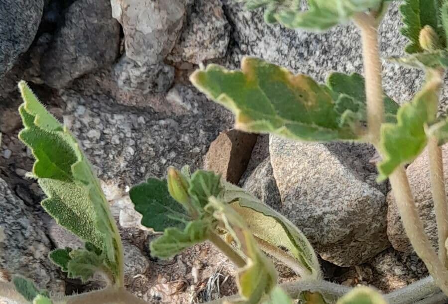 Mentzelia 8
