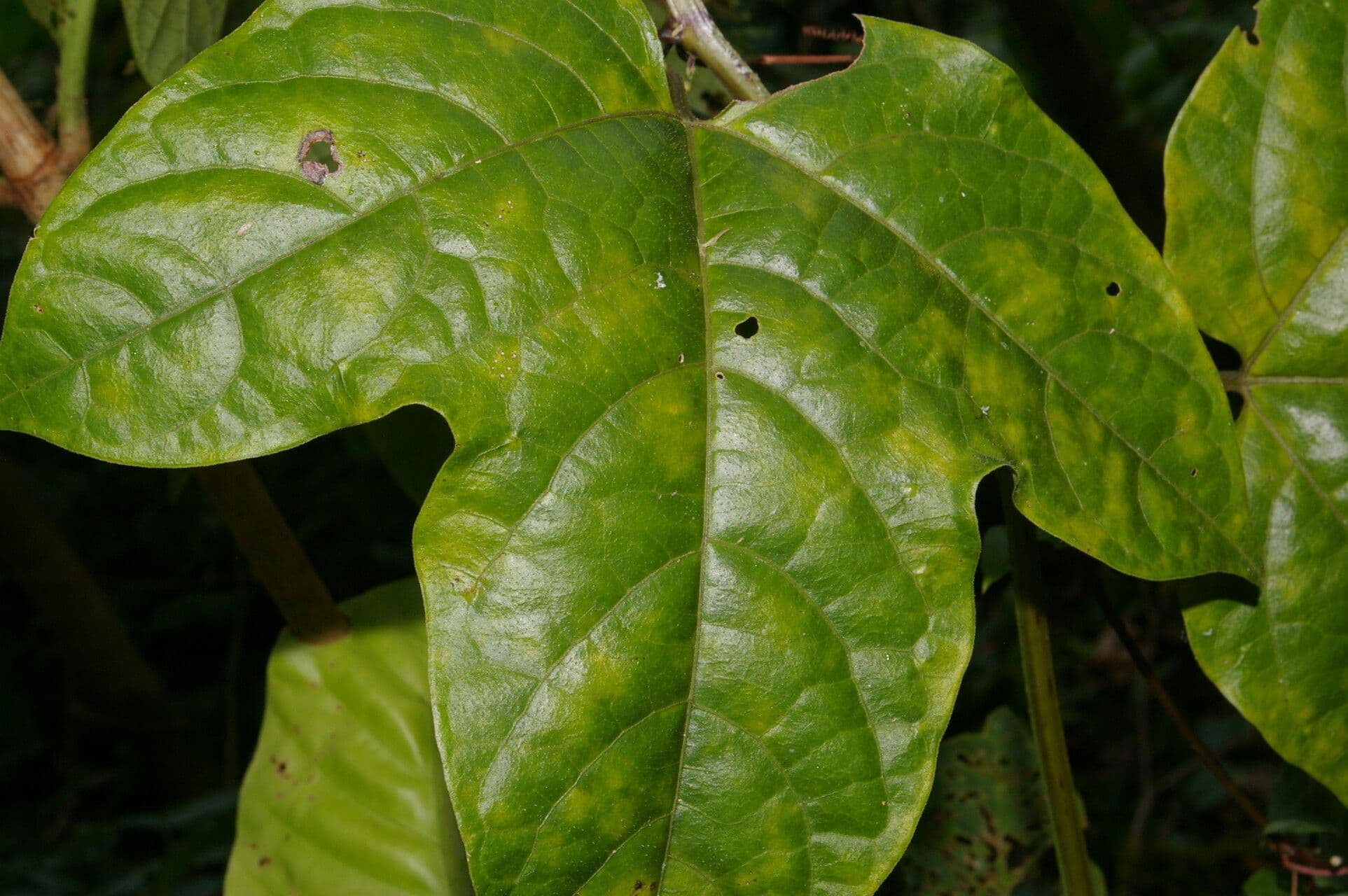 Passiflora 14