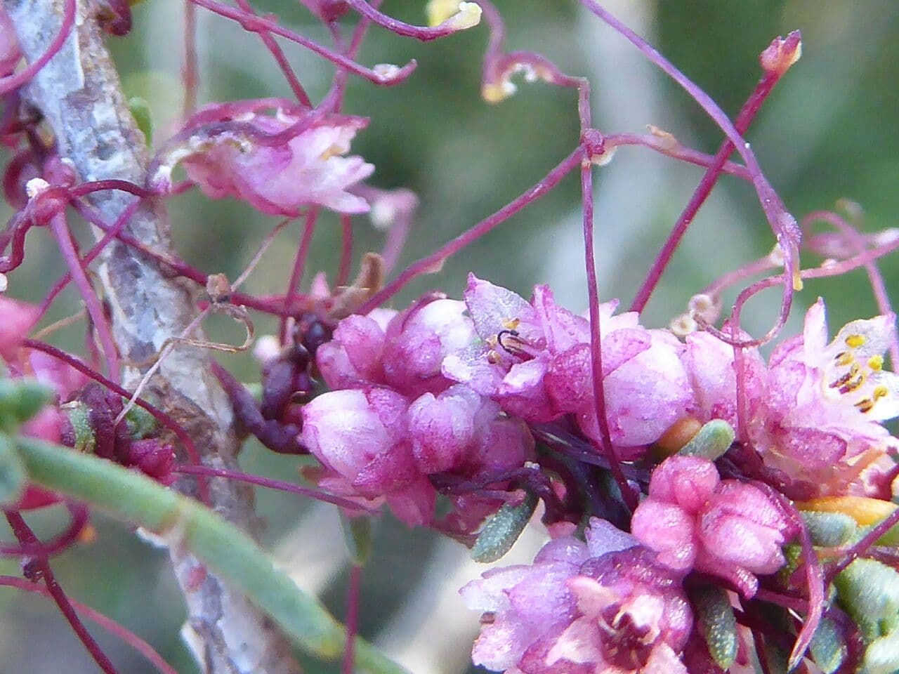 Cuscuta 25