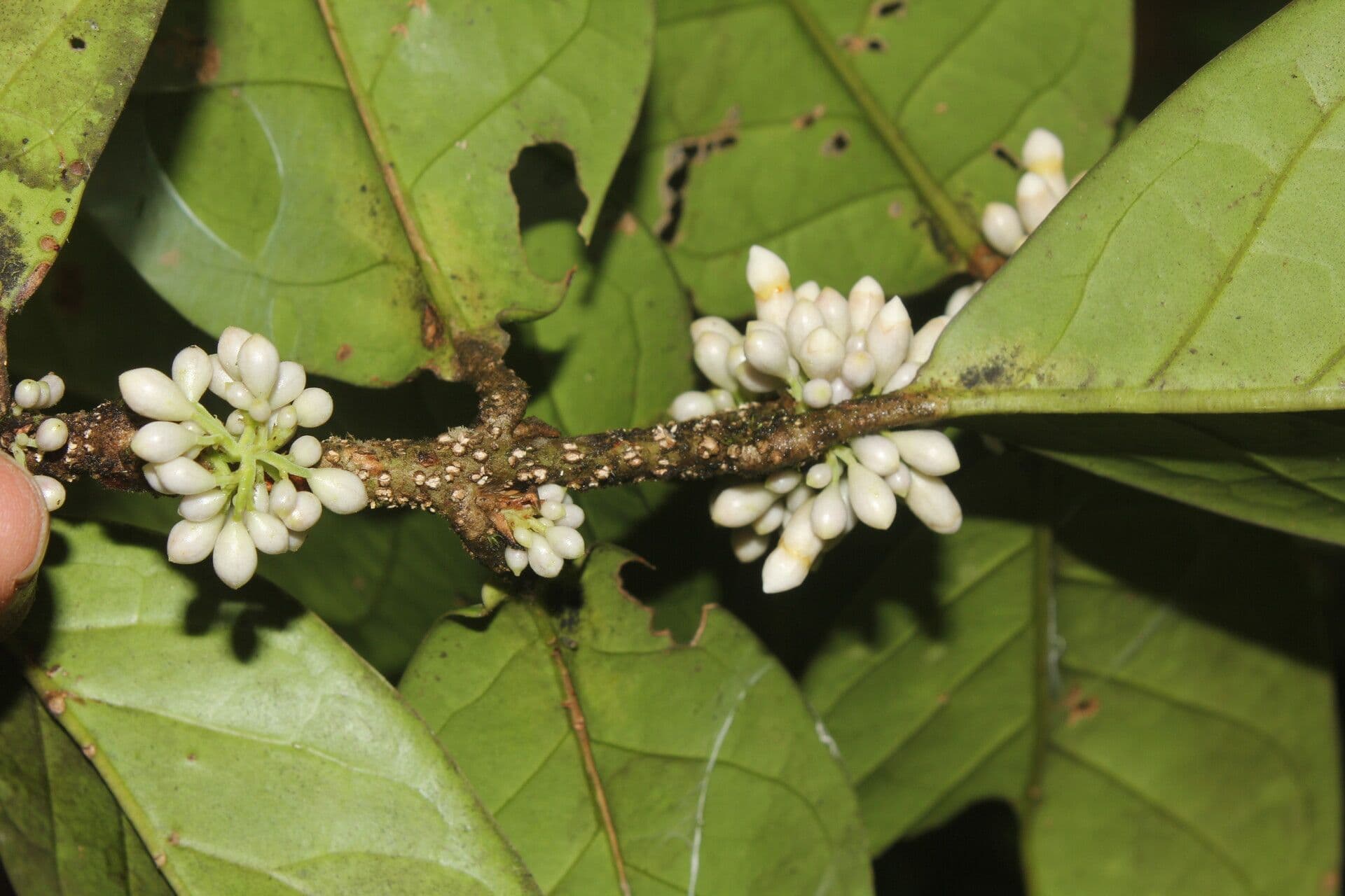 Schlegelia parviflora 12