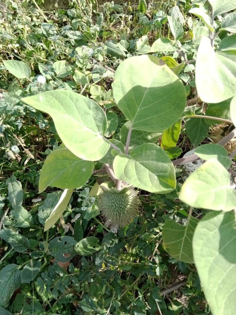 Datura di Wright 16