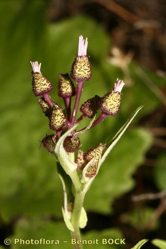 Pericallis 20