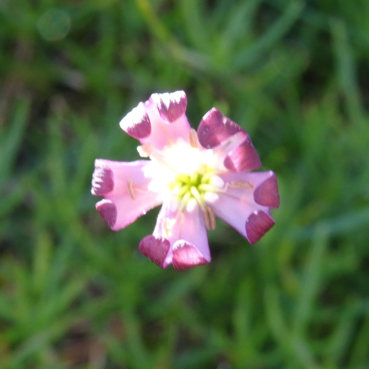 Silene saxifraga 9