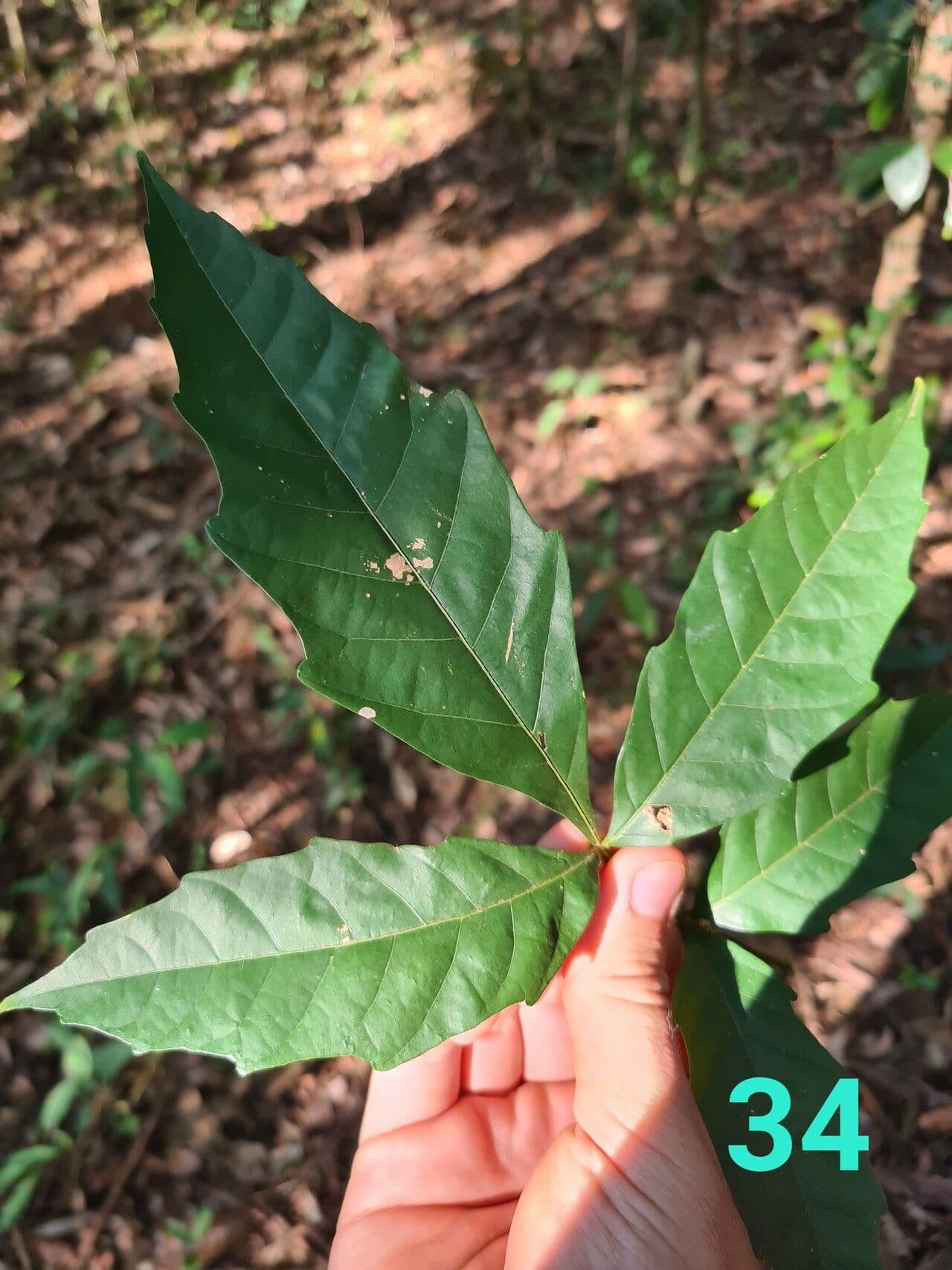 Paullinia pinnata 15
