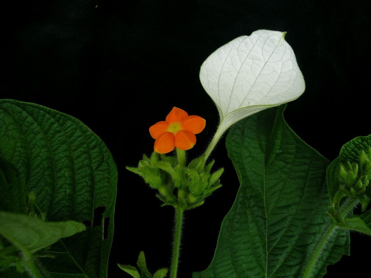 Mussaenda 2