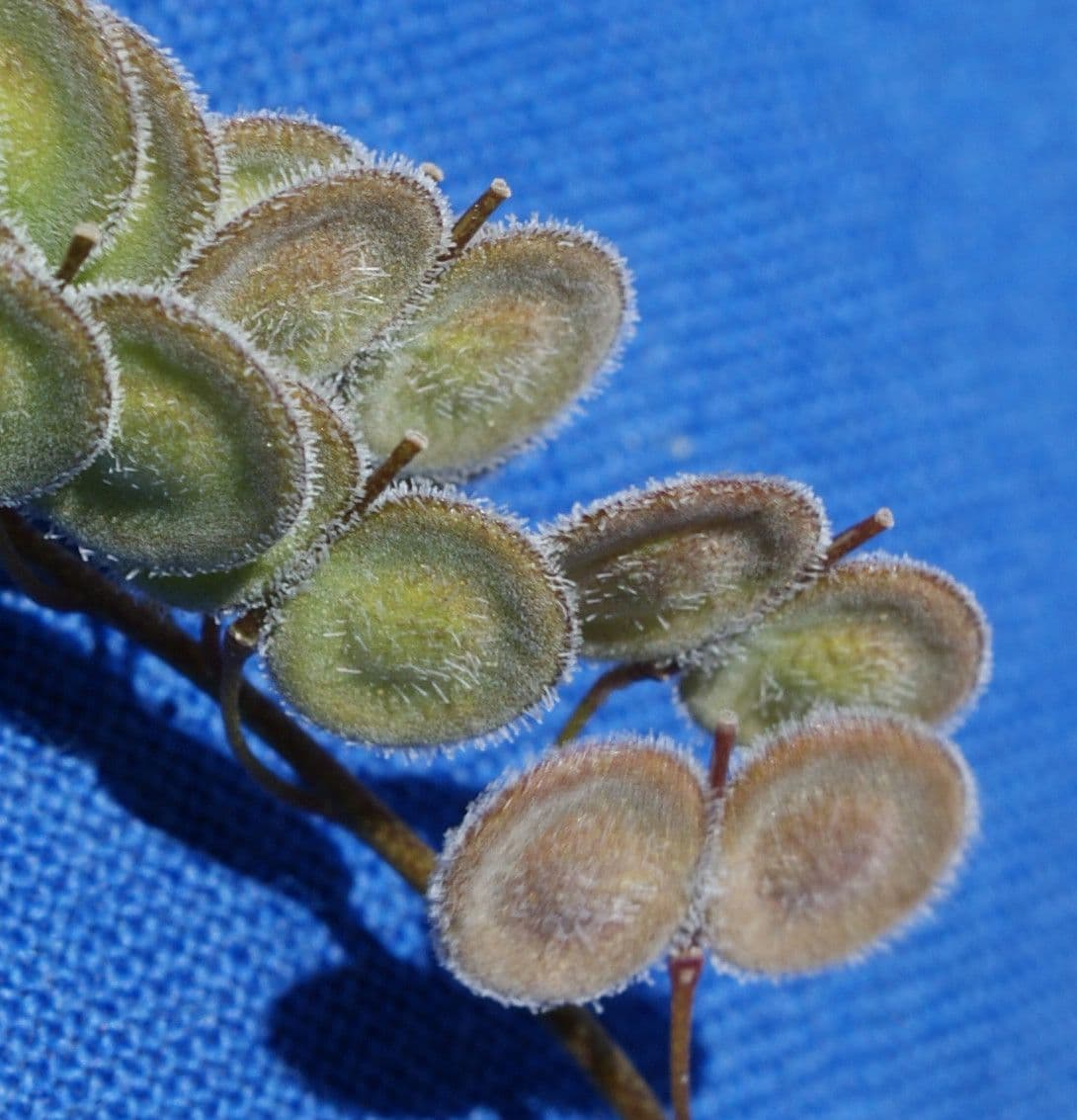 Biscutella