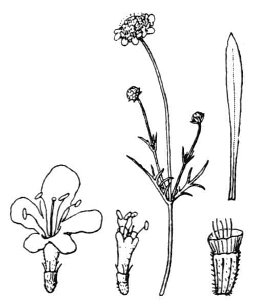 Vedovina grigia 21