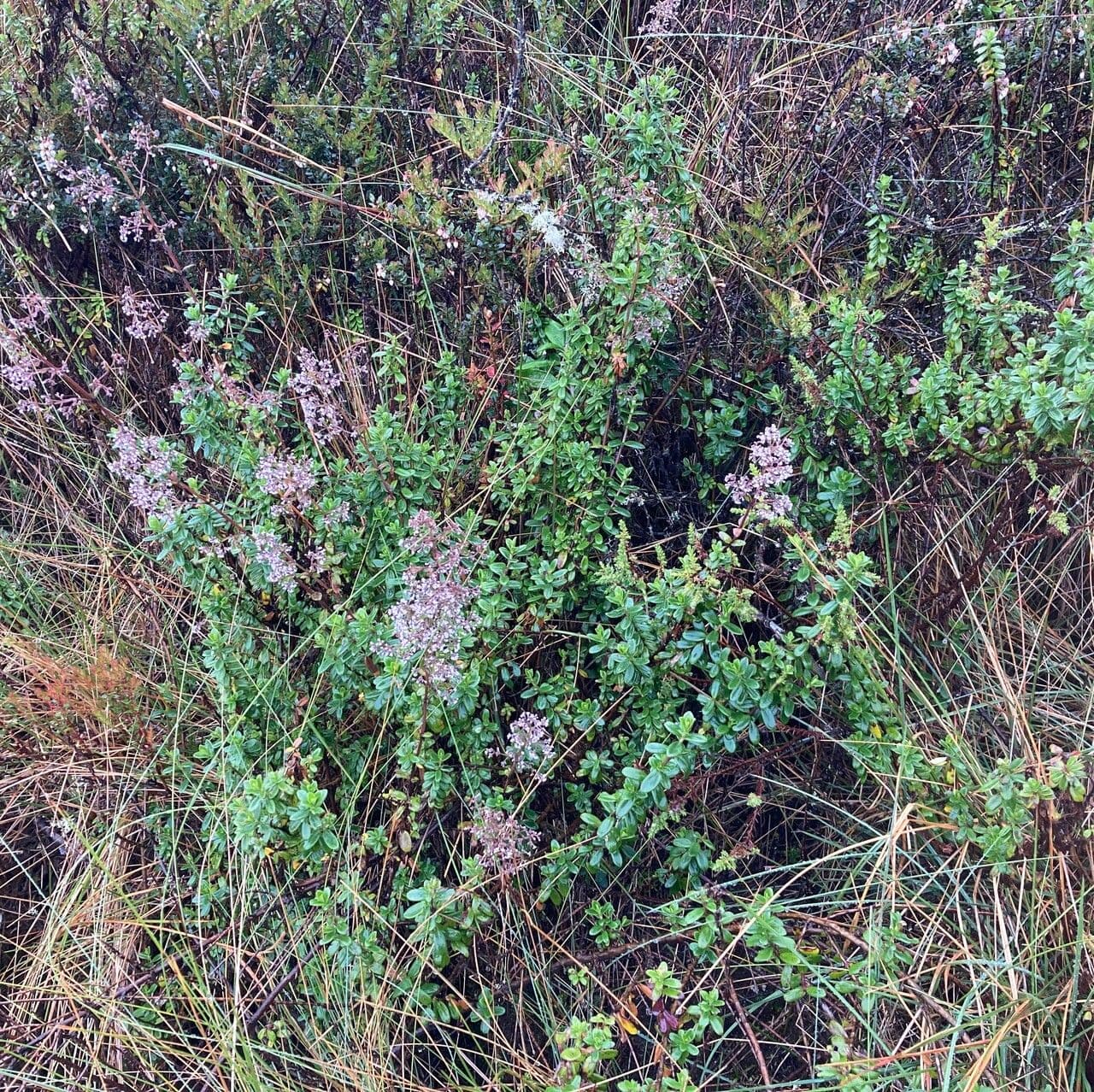 Valeriana 4