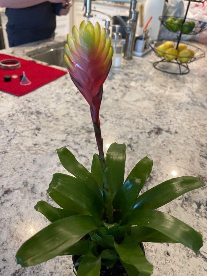 Vriesea 8