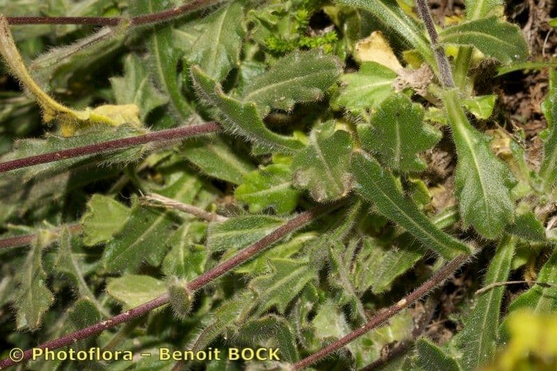 Biscutella arvernensis 22