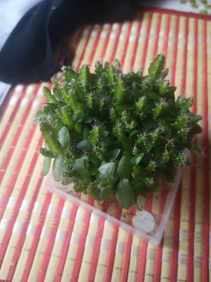 Rhipsalis 13