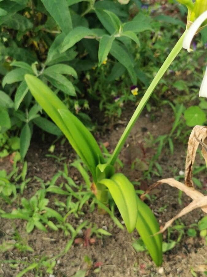 Hymenocallis 12