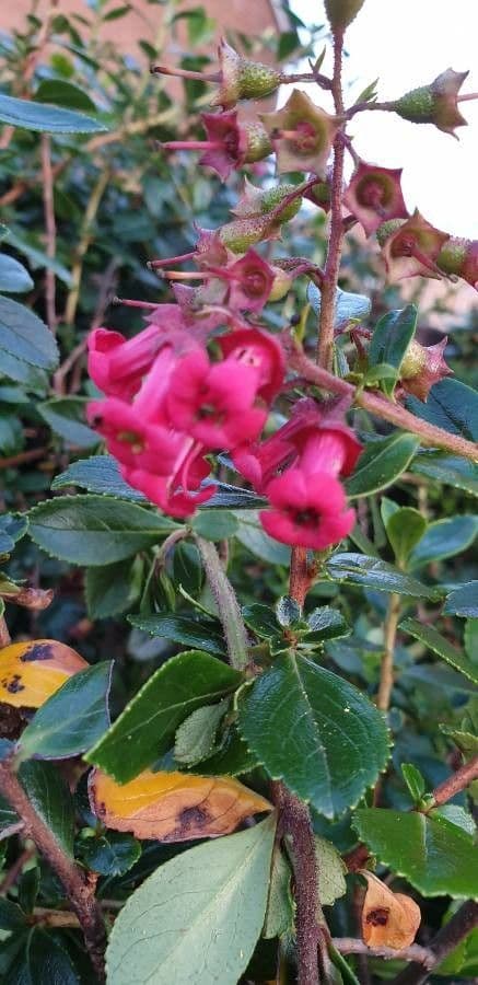 Rote Escallonie 8