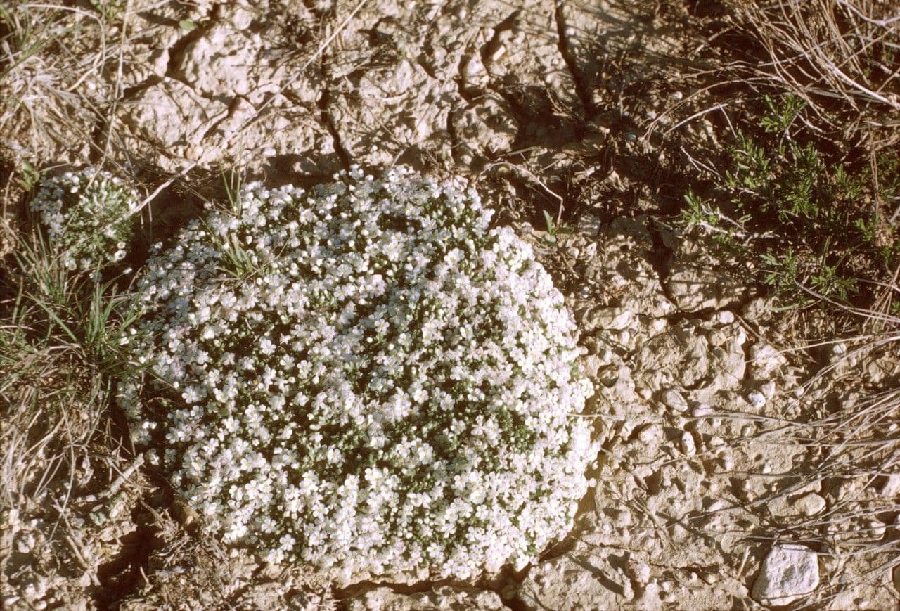 Floks rozpostarty 13