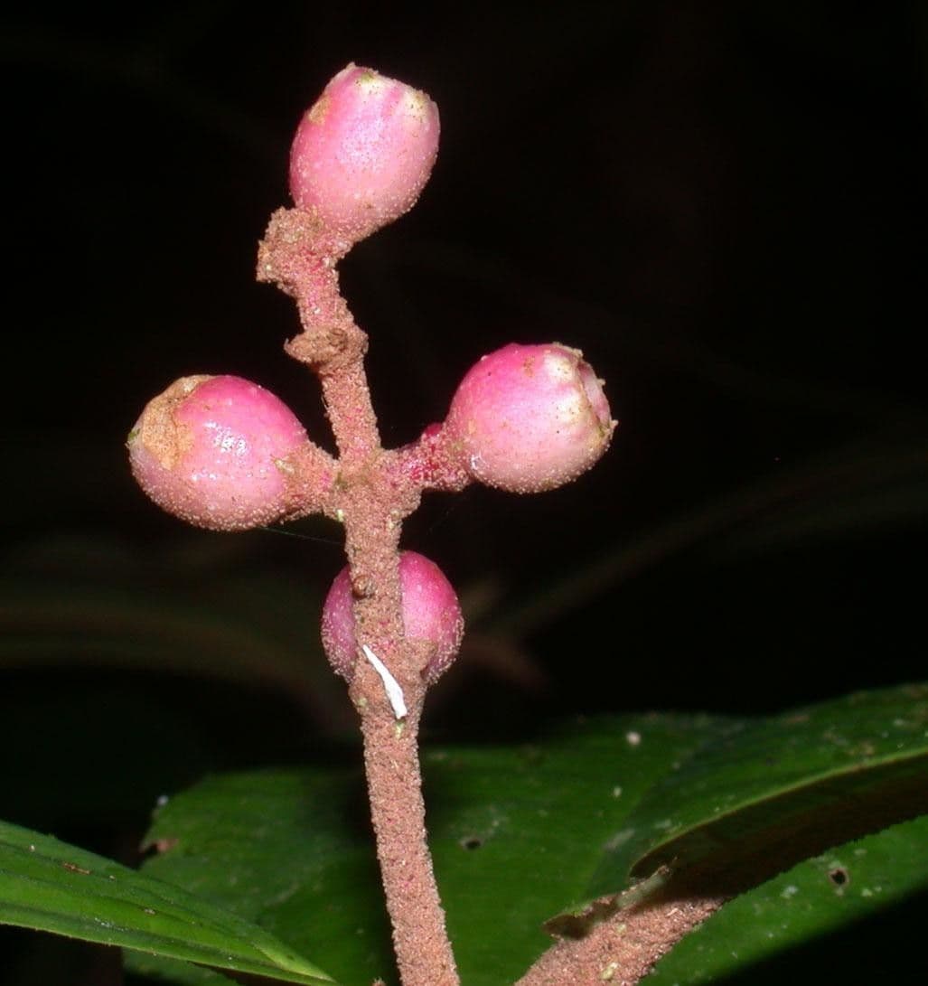 Miconia 2