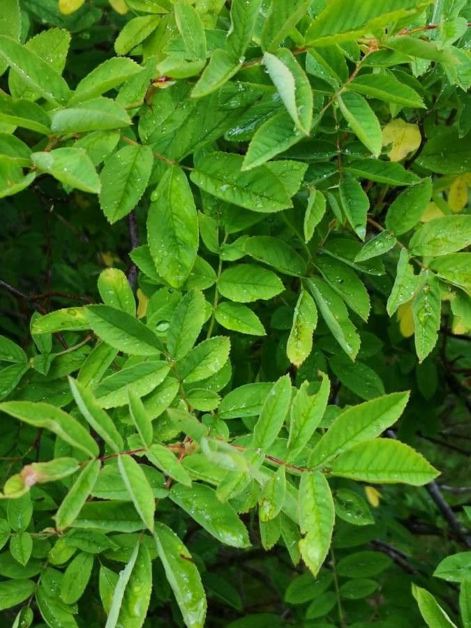 Rosa della Dauria 4