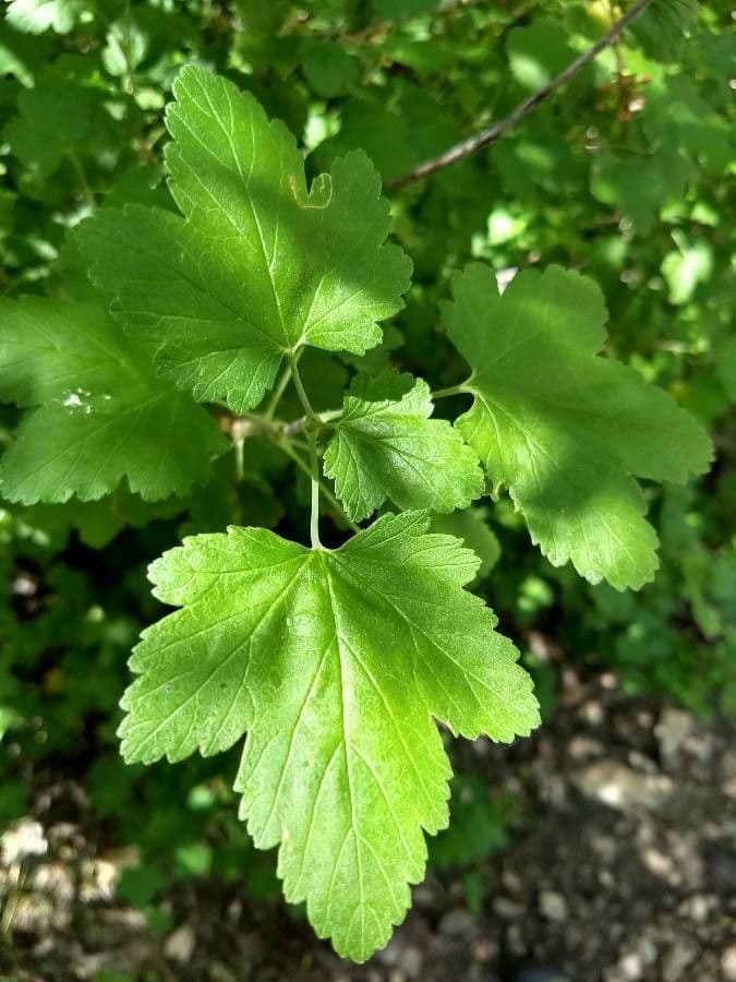 Ribes della California 4
