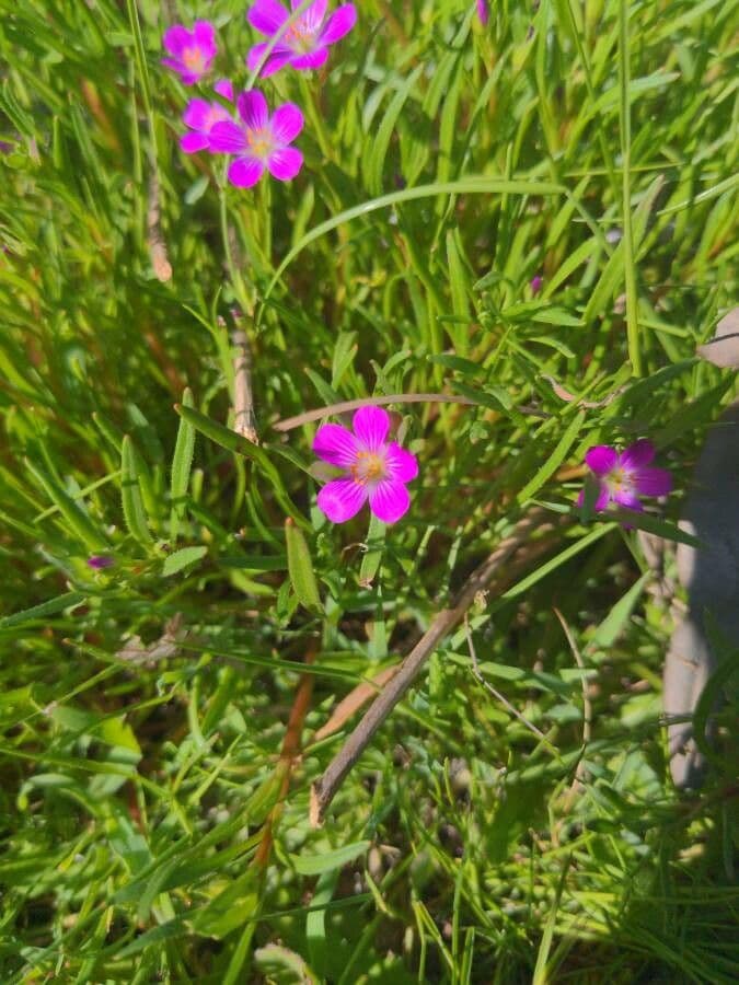 Rote Brautkleider