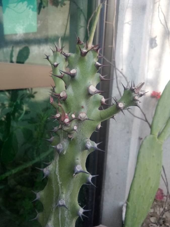 Edithcolea 14