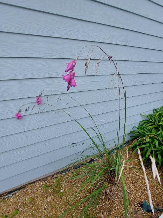 Dierama 9
