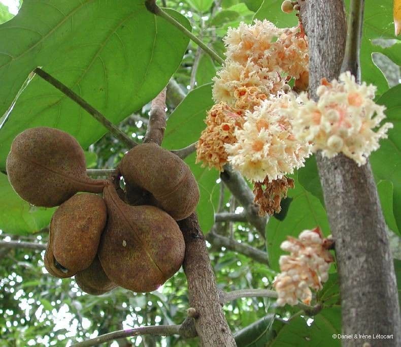 Acropogon macrocarpo 3