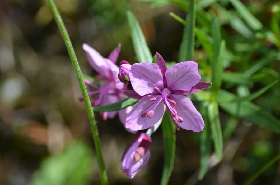 Épilobe 5