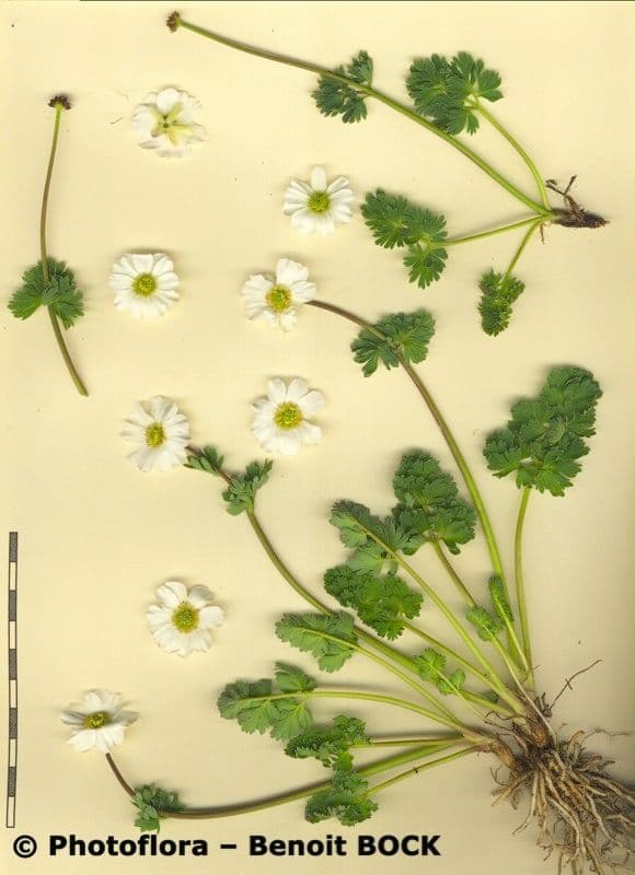 Callianthemum coriandrifolium 23