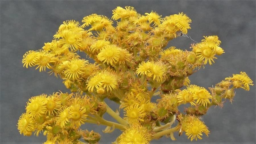 Aeonium aureum