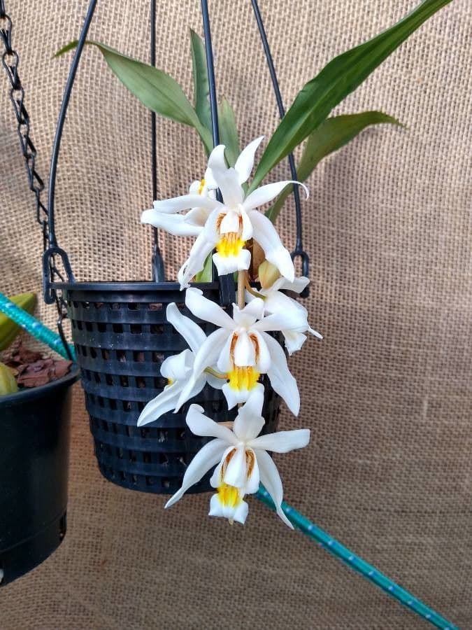 Coelogyne 6