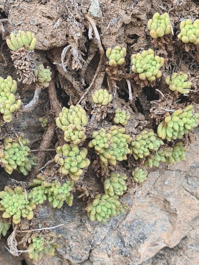 Sedum 24