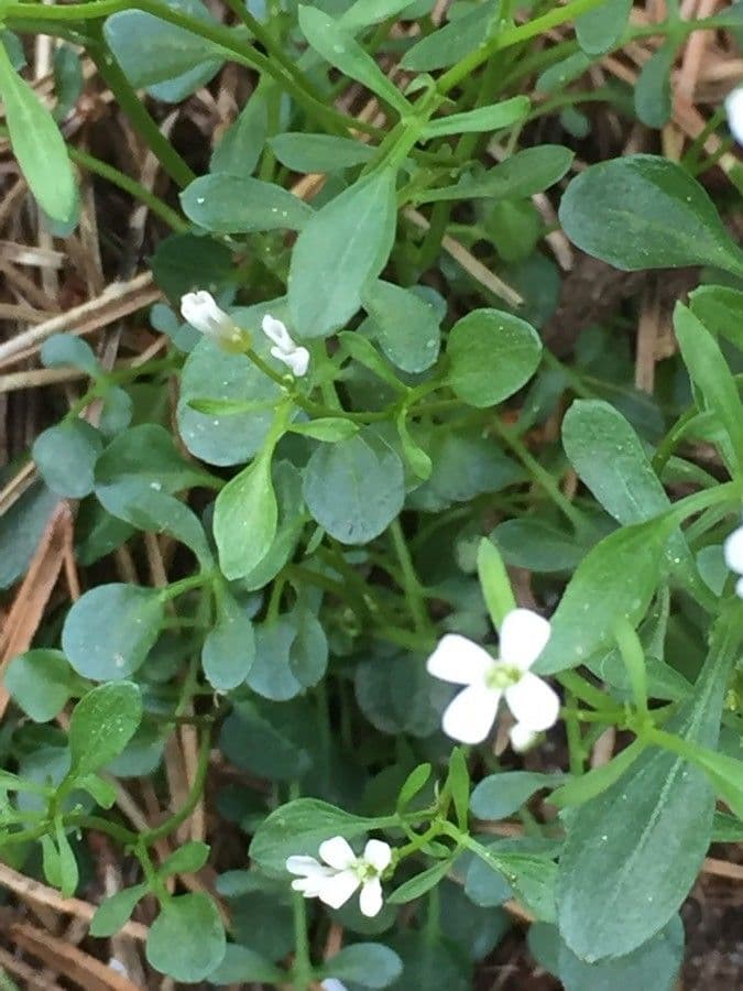 Cardamine bellidifolia 11