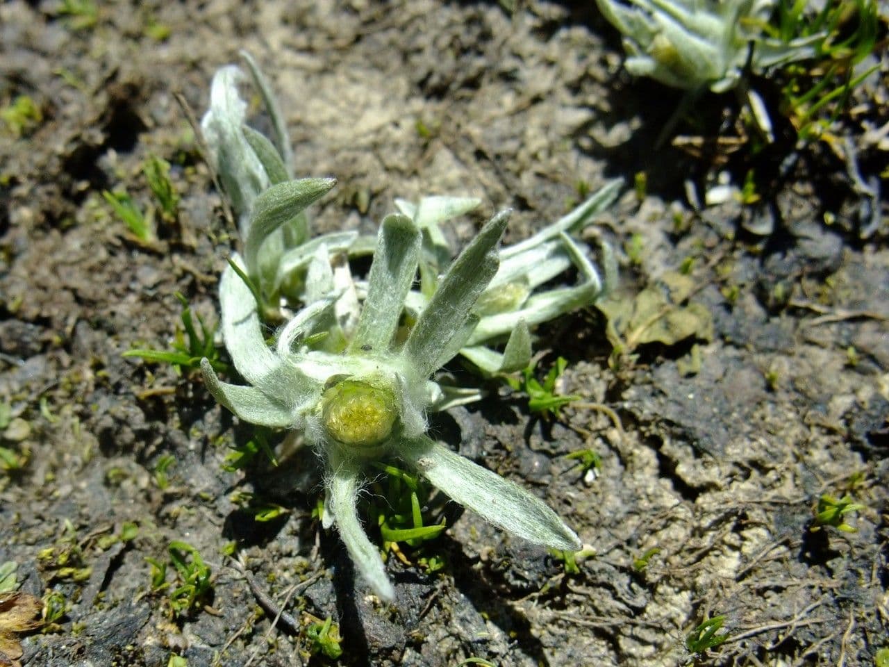 Gnaphalium nano 13