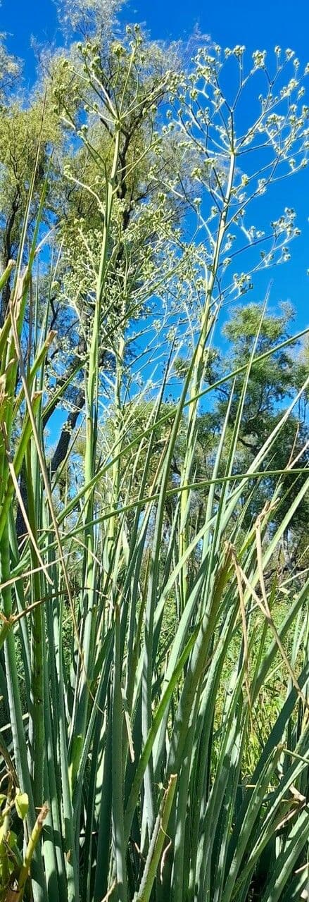 Panicaut à feuilles de pandanus 10