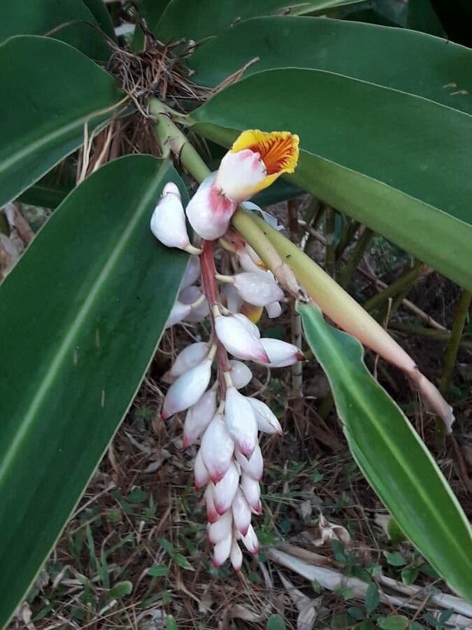 Alpinia zerumbet 10