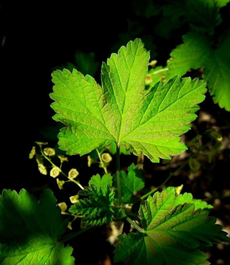 Ríbezľa červená 20