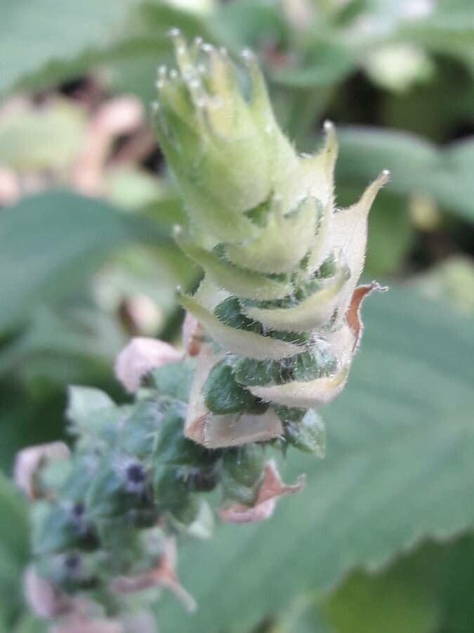 Coleus barbato