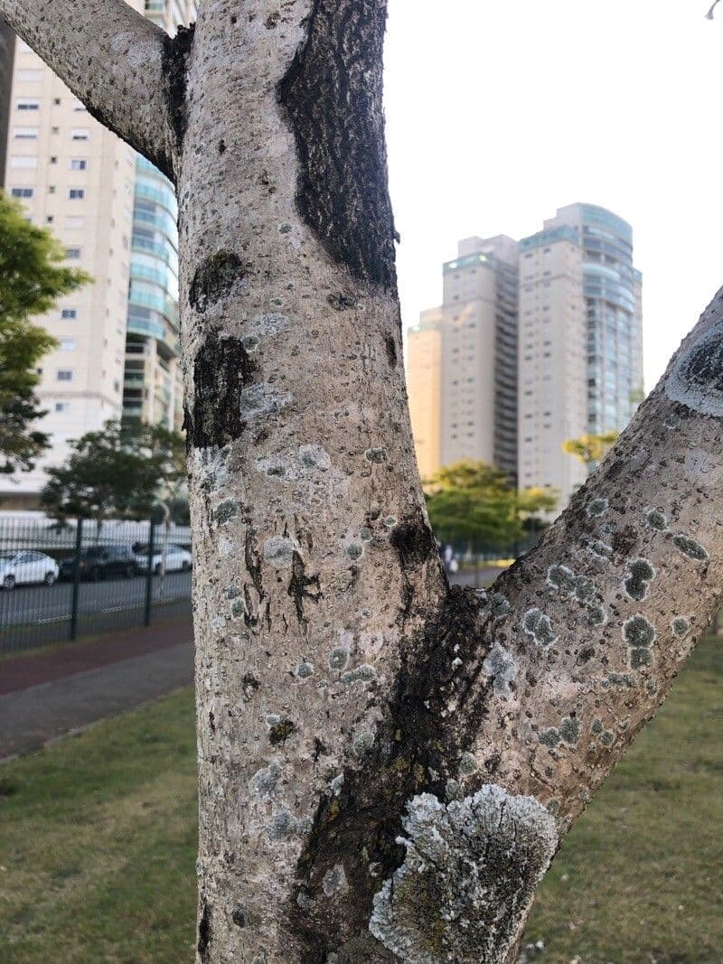 Tabebuiya 17