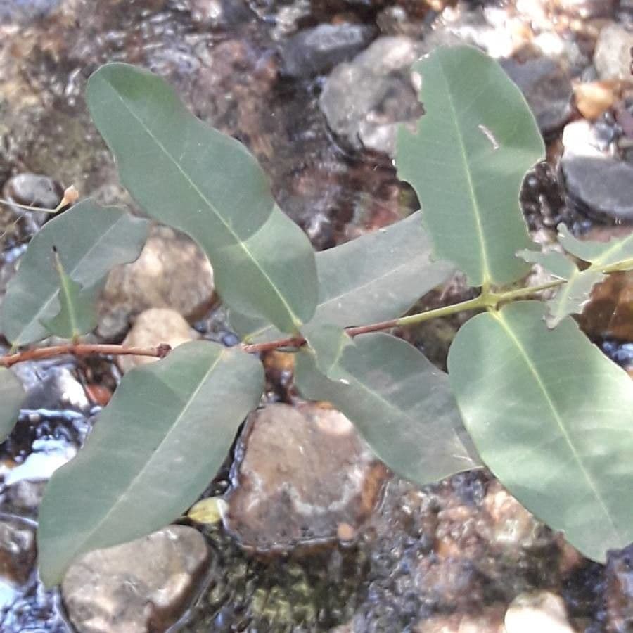 Syzygium 12