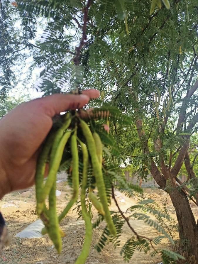 Prosopis 5