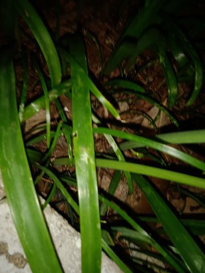 Zephyranthes 15