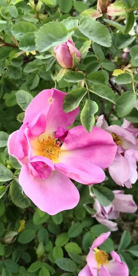 Moyes-Rose 9