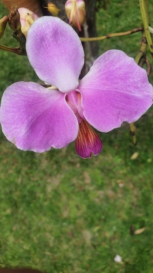 Papilionanthe 2