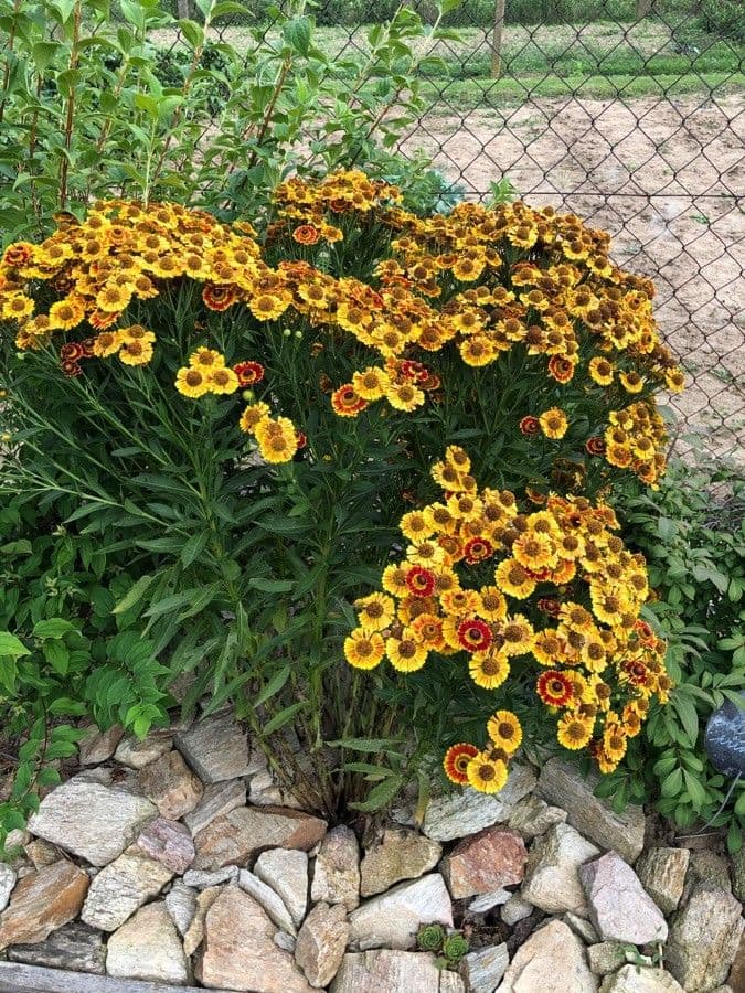 Helenium de otoño 8