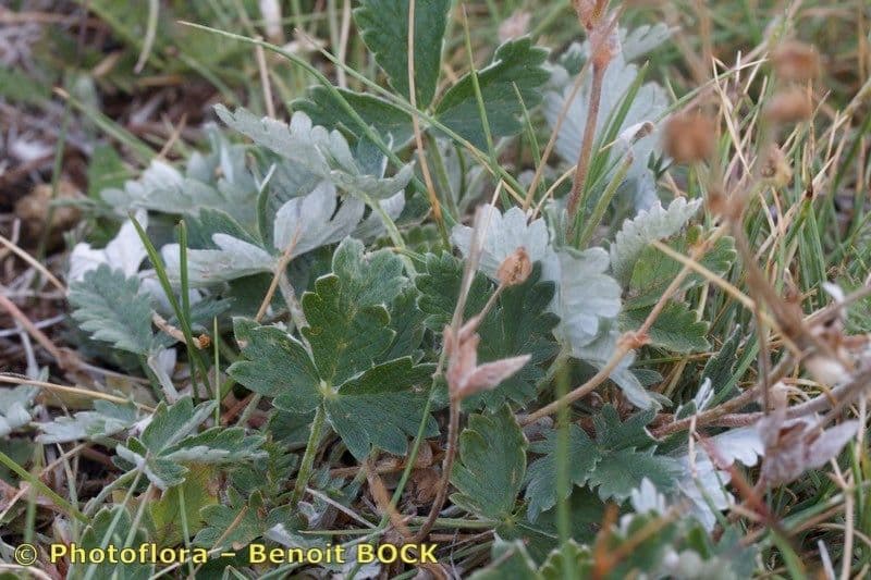 Potentilla nivea 6