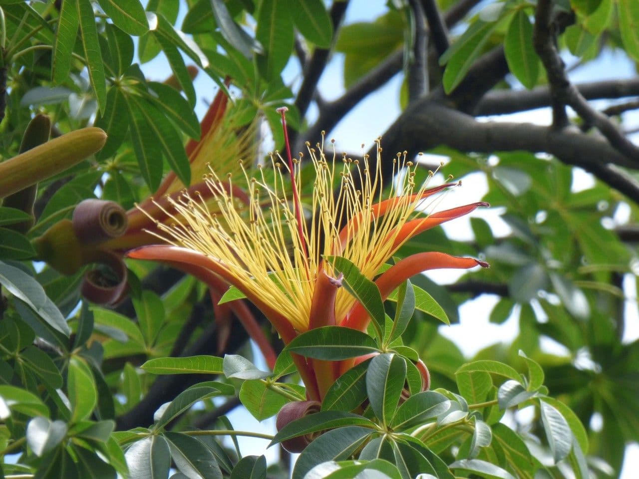 Baobab 5