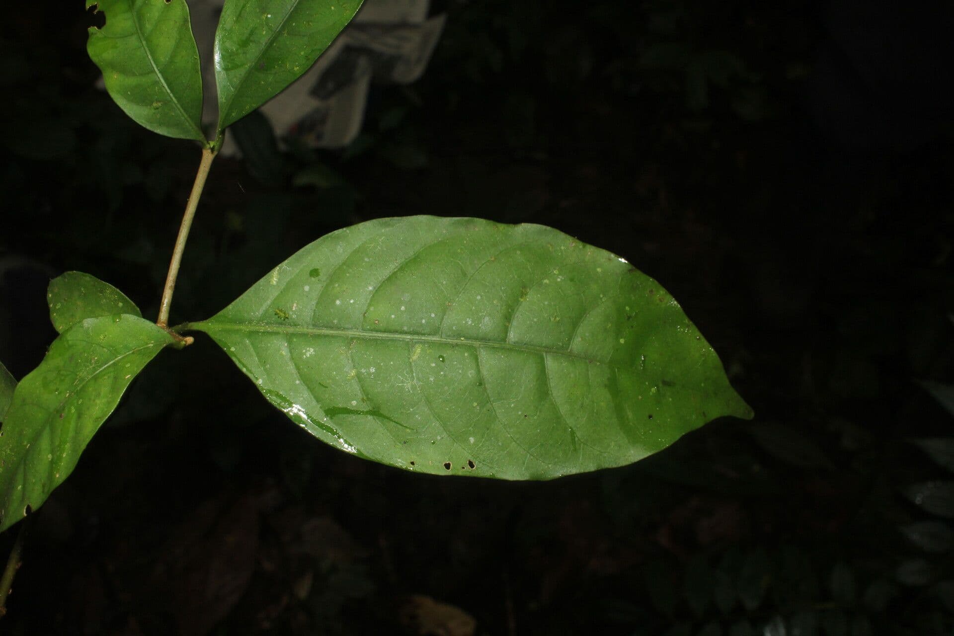 Tabernaemontana 7
