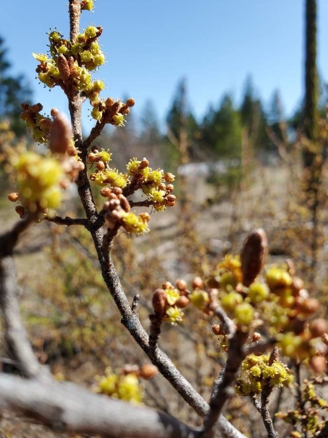 Shepherdia canadensis 8
