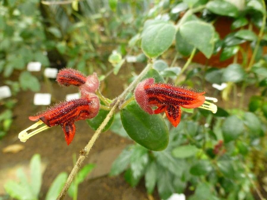 Aeschynanthus