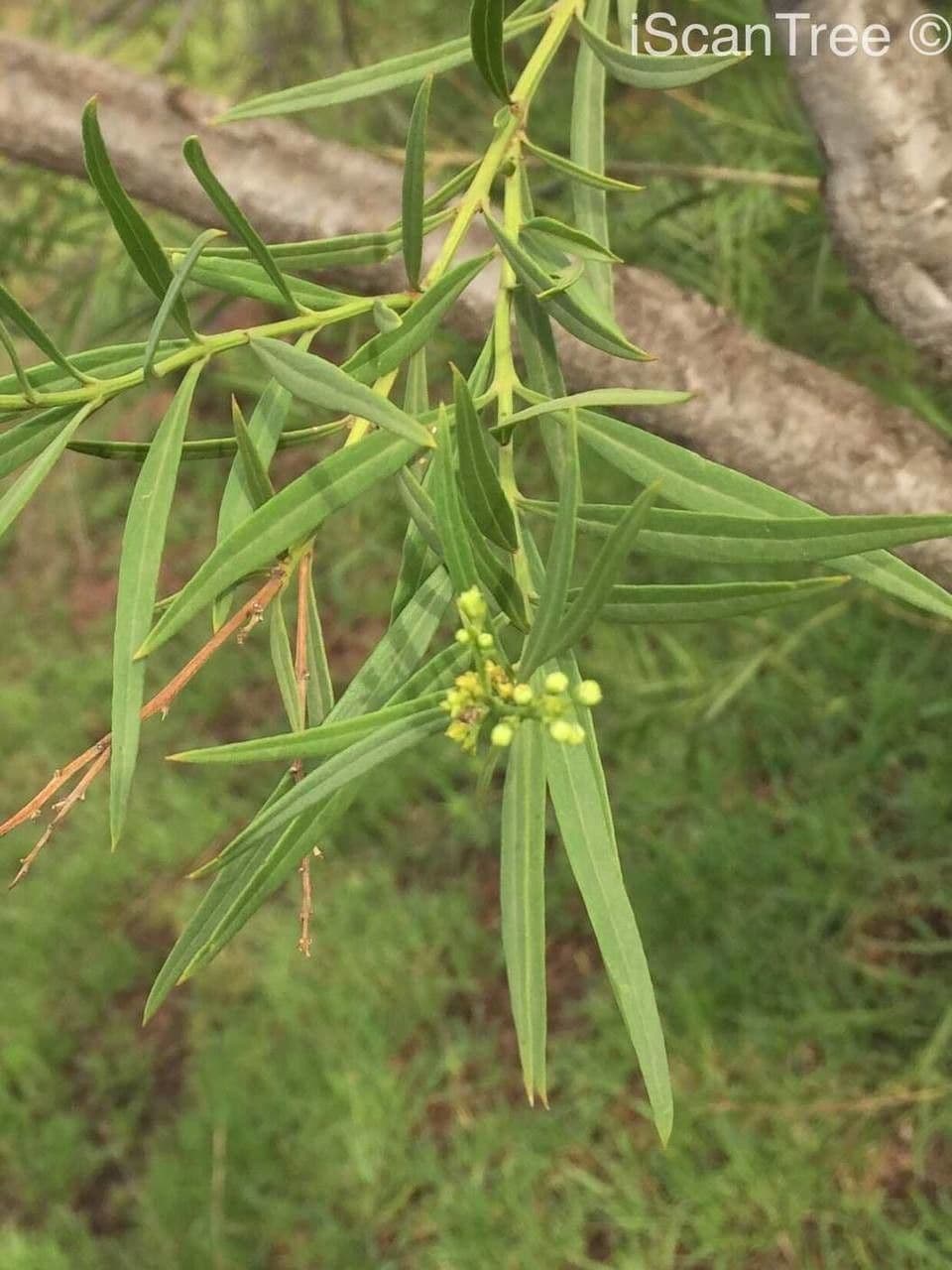 Freylinia 3