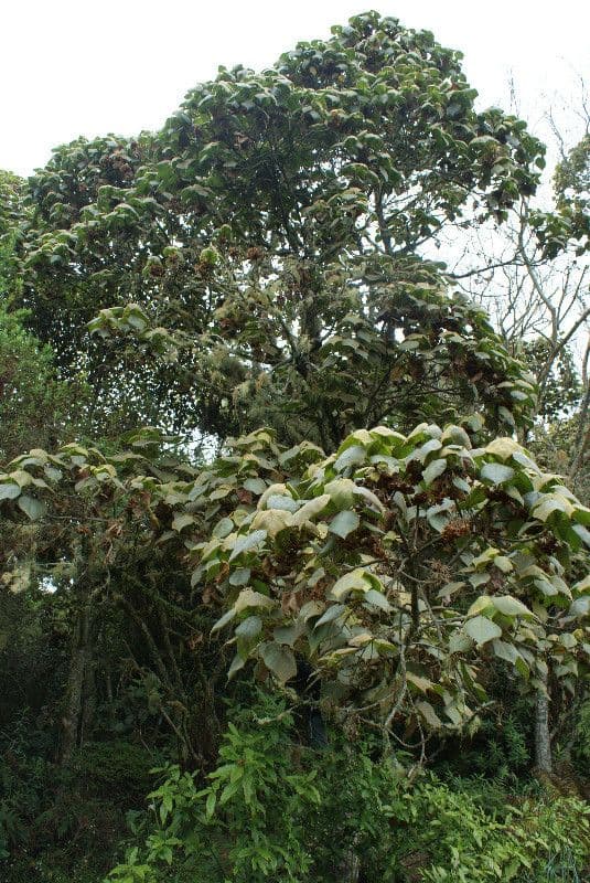 Dombeya 7